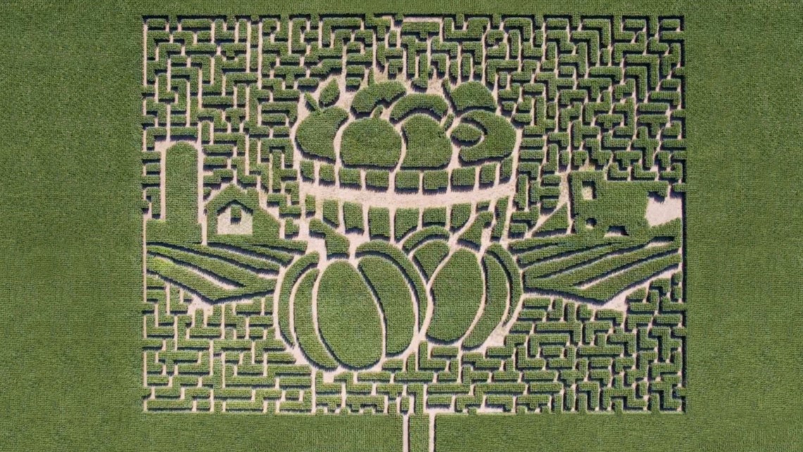 Sever's Corn Maze ramps back up starting Sept. 17 | kare11.com